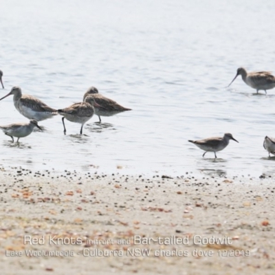 Calidris canutus (Red Knot) at Culburra Beach, NSW - 17 Dec 2019 by Charles Dove