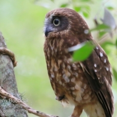 Ninox boobook (Southern Boobook) at Mollymook Beach, NSW - 16 Dec 2019 by Charles Dove