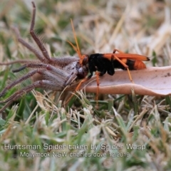 Cryptocheilus sp. (genus) (Spider wasp) at Mollymook, NSW - 17 Dec 2019 by Charles Dove