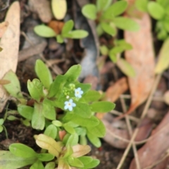 Myosotis laxa subsp. caespitosa (Water Forget-me-not) at Mongarlowe, NSW - 23 Dec 2019 by LisaH