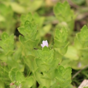 Gratiola peruviana at Mongarlowe, NSW - 23 Dec 2019