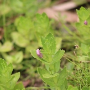 Gratiola peruviana at Mongarlowe, NSW - 23 Dec 2019