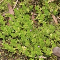 Gratiola peruviana at Mongarlowe, NSW - 23 Dec 2019