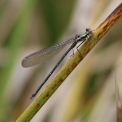 Austroargiolestes icteromelas (Common Flatwing) at Mongarlowe River - 23 Dec 2019 by LisaH