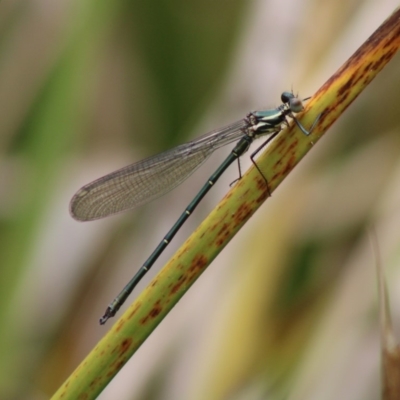 Austroargiolestes icteromelas (Common Flatwing) at Mongarlowe, NSW - 23 Dec 2019 by LisaH