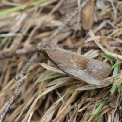 Heteronympha merope (Common Brown Butterfly) at Mongarlowe River - 23 Dec 2019 by LisaH