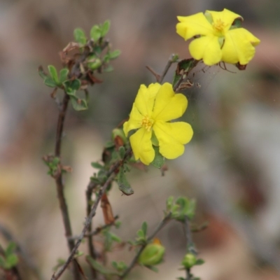 Hibbertia obtusifolia (Grey Guinea-flower) at Mongarlowe, NSW - 23 Dec 2019 by LisaH