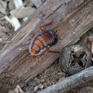 Drymaplaneta communis at Hughes, ACT - 25 Dec 2019 08:44 AM