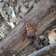 Drymaplaneta communis at Hughes, ACT - 25 Dec 2019 08:44 AM