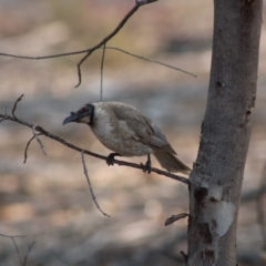 Philemon corniculatus (Noisy Friarbird) at Hughes, ACT - 25 Dec 2019 by LisaH