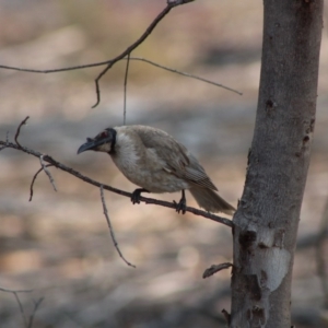 Philemon corniculatus at Hughes, ACT - 25 Dec 2019