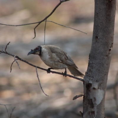 Philemon corniculatus (Noisy Friarbird) at Hughes, ACT - 25 Dec 2019 by LisaH
