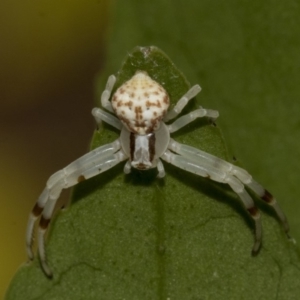 Zygometis xanthogaster at Higgins, ACT - 26 Dec 2019 02:33 PM