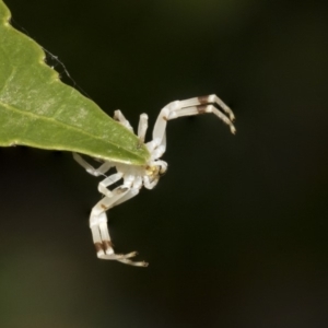 Zygometis xanthogaster at Higgins, ACT - 26 Dec 2019 02:33 PM