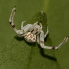 Zygometis xanthogaster at Higgins, ACT - 26 Dec 2019 02:33 PM