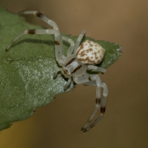 Zygometis xanthogaster at Higgins, ACT - 26 Dec 2019 02:33 PM