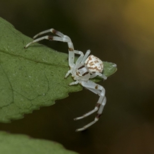 Zygometis xanthogaster at Higgins, ACT - 26 Dec 2019 02:33 PM