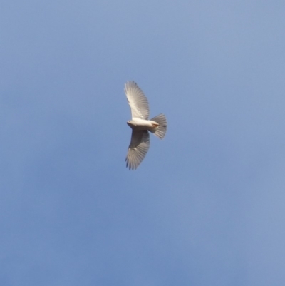 Accipiter novaehollandiae (Grey Goshawk) at Black Range, NSW - 26 Dec 2019 by MatthewHiggins