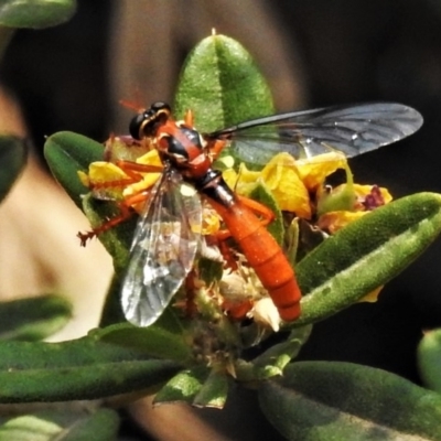 Humerolethalis sergius (Robber fly) at Cotter River, ACT - 26 Dec 2019 by JohnBundock