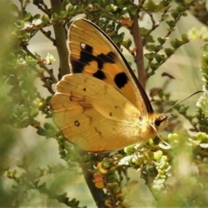 Heteronympha solandri at Cotter River, ACT - 26 Dec 2019