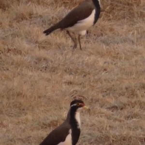 Vanellus tricolor at Rendezvous Creek, ACT - 26 Dec 2019