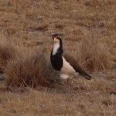 Vanellus tricolor at Rendezvous Creek, ACT - 26 Dec 2019 07:25 PM