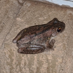 Litoria peronii (Peron's Tree Frog, Emerald Spotted Tree Frog) at Cook, ACT - 26 Dec 2019 by idlidlidlidl