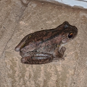 Litoria peronii at Cook, ACT - 26 Dec 2019