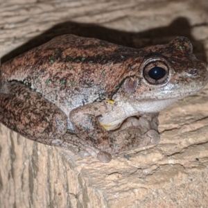 Litoria peronii at Cook, ACT - 26 Dec 2019