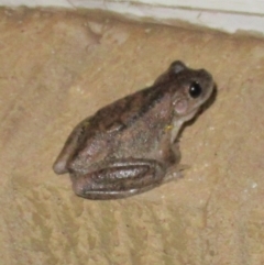 Litoria peronii at Cook, ACT - 26 Dec 2019