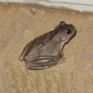 Litoria peronii at Cook, ACT - 26 Dec 2019