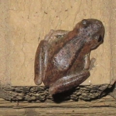 Litoria peronii at Cook, ACT - 26 Dec 2019