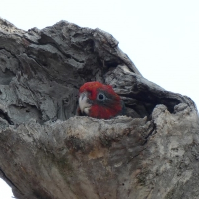 Callocephalon fimbriatum (Gang-gang Cockatoo) at Deakin, ACT - 26 Dec 2019 by TomT