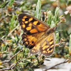 Geitoneura klugii (Marbled Xenica) at Cotter River, ACT - 26 Dec 2019 by JohnBundock