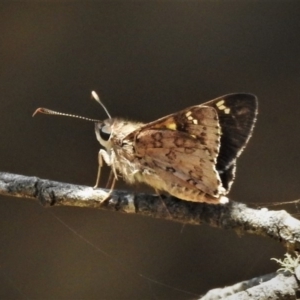 Trapezites phigalioides at Cotter River, ACT - 26 Dec 2019 11:55 AM