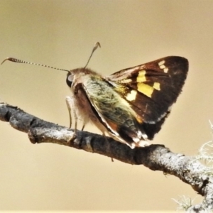 Trapezites phigalioides at Cotter River, ACT - 26 Dec 2019 11:55 AM