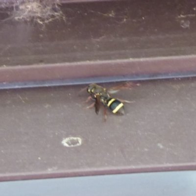 Eumeninae (subfamily) (Unidentified Potter wasp) at Flynn, ACT - 21 Dec 2019 by Christine