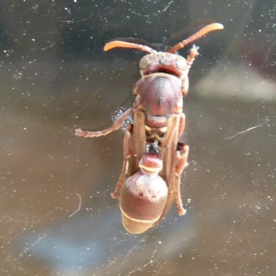 Ropalidia plebeiana (Small brown paper wasp) at Flynn, ACT - 21 Dec 2019 by Christine