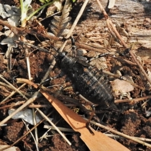 Acripeza reticulata at Uriarra, NSW - 26 Dec 2019 10:07 AM