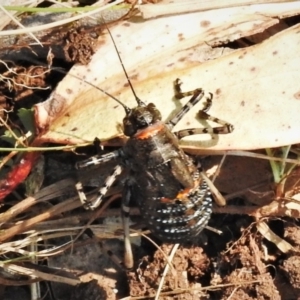 Acripeza reticulata at Uriarra, NSW - 26 Dec 2019 10:07 AM