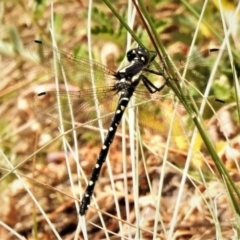 Eusynthemis guttata (Southern Tigertail) at Cotter River, ACT - 26 Dec 2019 by JohnBundock