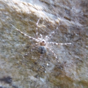 Tamopsis sp. (genus) at Acton, ACT - 24 Dec 2019