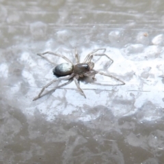 Lampona sp. (genus) (White-tailed spider) at Acton, ACT - 24 Dec 2019 by Christine