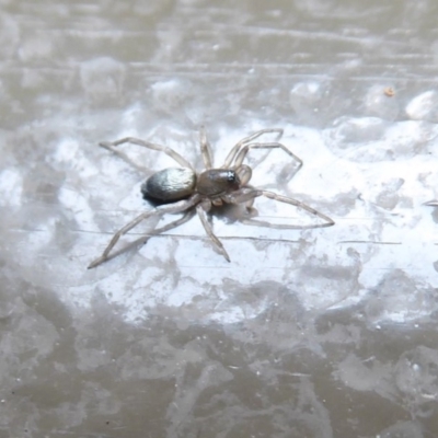 Lampona sp. (genus) (White-tailed spider) at ANBG - 24 Dec 2019 by Christine