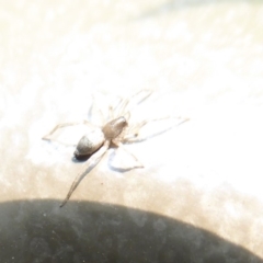 Lampona sp. (genus) at Acton, ACT - 24 Dec 2019 01:04 PM