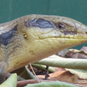 Tiliqua scincoides scincoides at Flynn, ACT - 24 Dec 2019