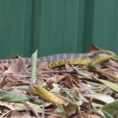 Tiliqua scincoides scincoides at Flynn, ACT - 24 Dec 2019