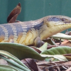 Tiliqua scincoides scincoides at Flynn, ACT - 24 Dec 2019