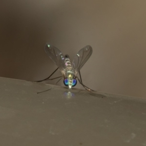 Dolichopodidae (family) at Acton, ACT - 16 Dec 2019 09:58 AM