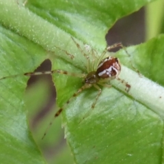 Theridion sp. (genus) (Tangle-web spider) at Acton, ACT - 24 Dec 2019 by Christine